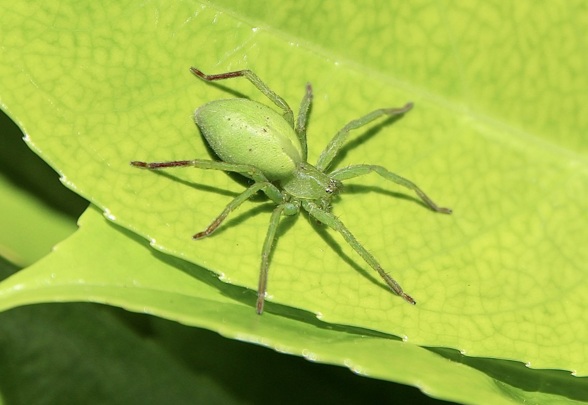 Micromatte de Ligurie