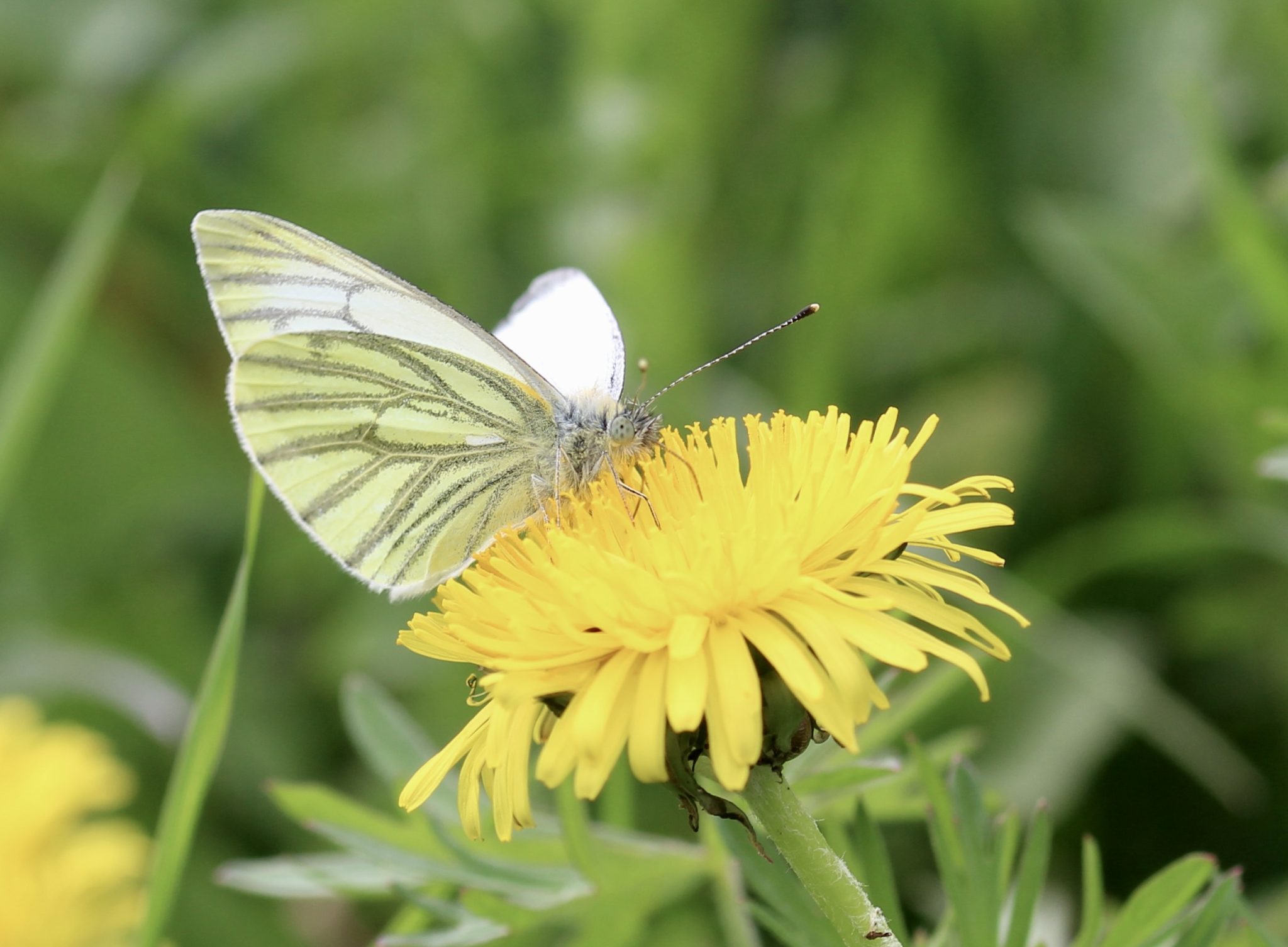La Piéride du navet : sur fond jaune pâle, les nervures sont largement saupoudrées de gris-vert au revers des ailes / Un jardin dans le Marais poitevin.