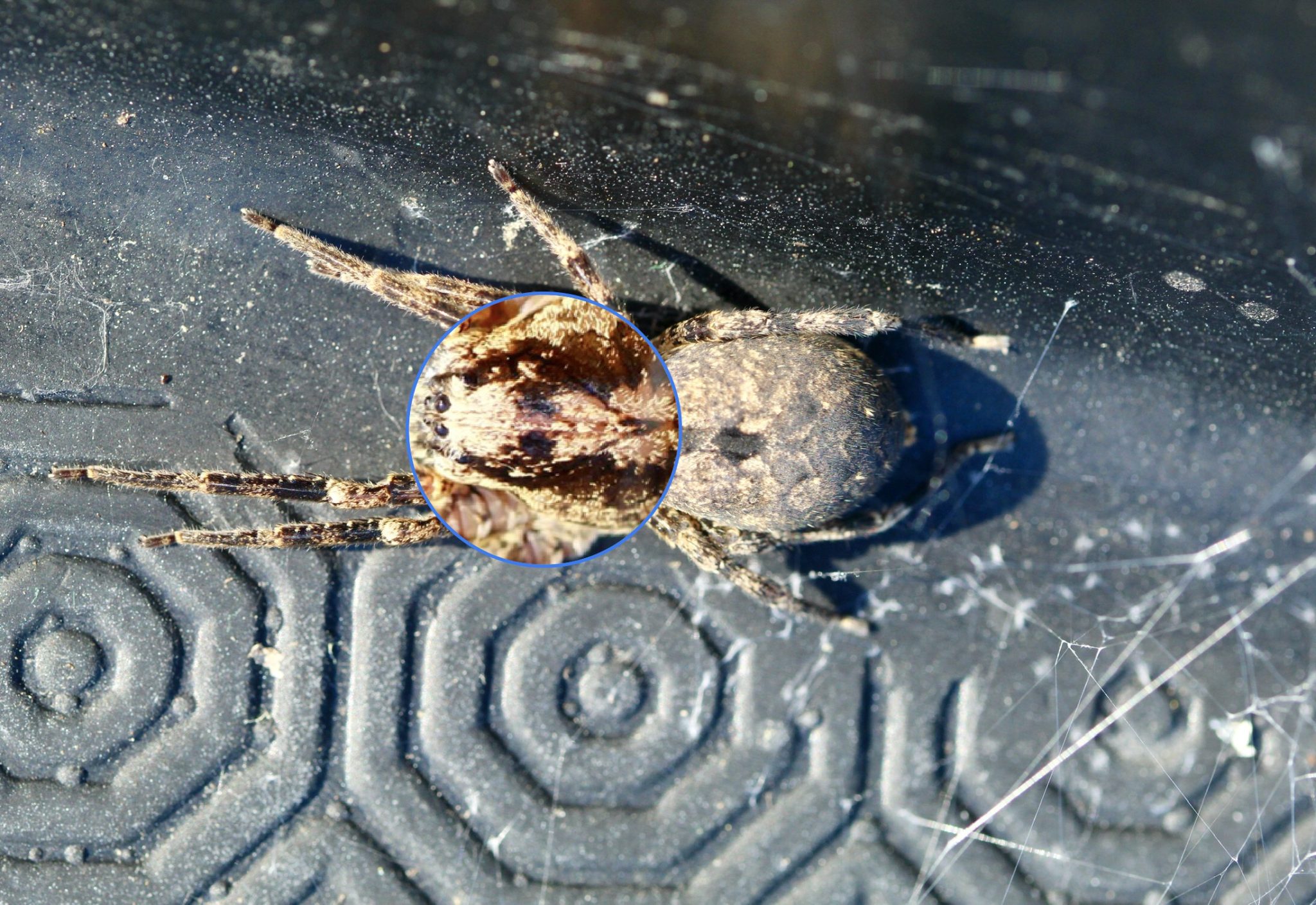 Zoropse à pattes épineuses.