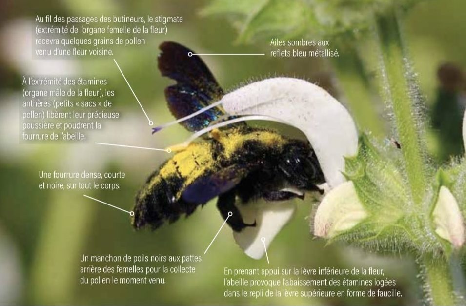 Livre : Insectes du jardin.