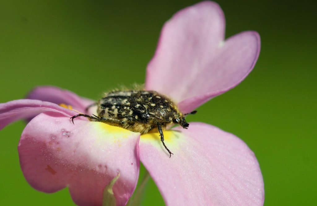 La Cétoine grise juvénile
