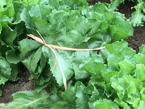Séance de blanchissement
